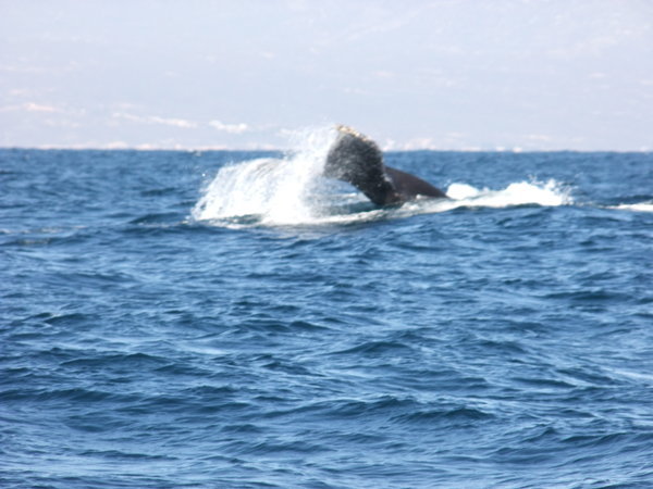 Whale # 4