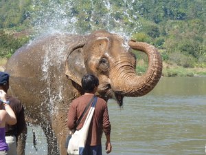 Self washing Elephant style
