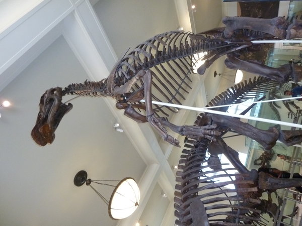 One of the many dinosaur exhibits