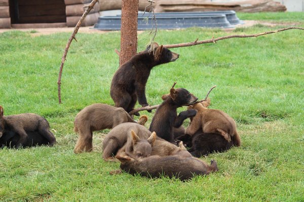 Baby bears playing NRL !
