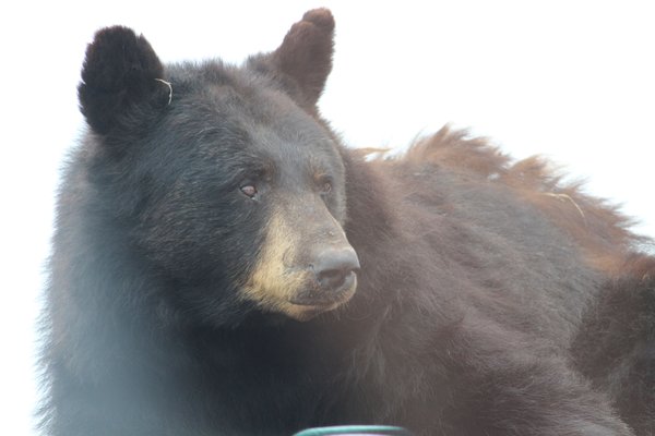A penny for Black Bear's thoughts