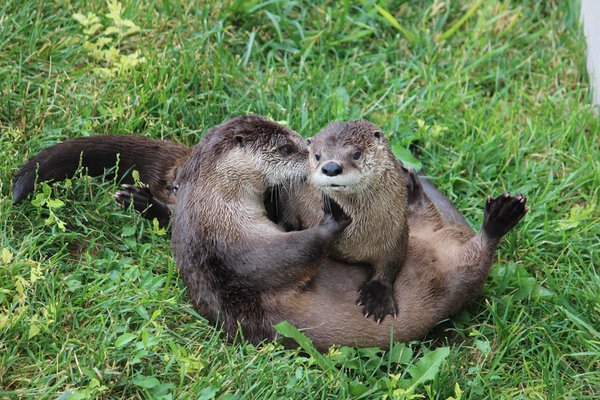River Otters playing