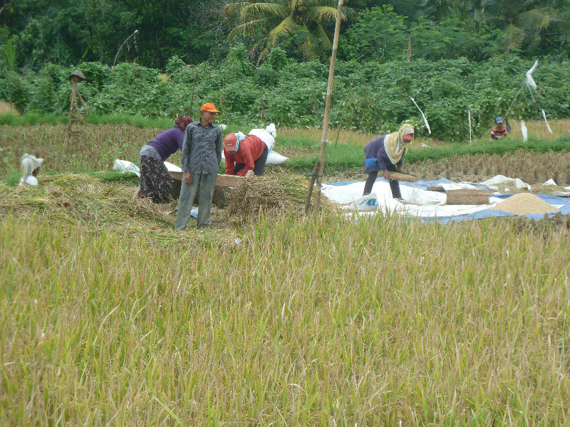 Workers harversting rice