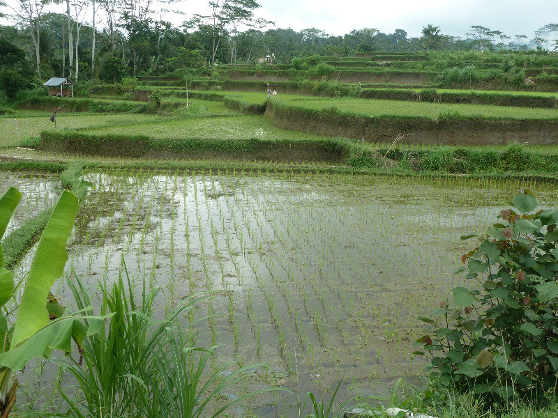 Newly planted rice patties