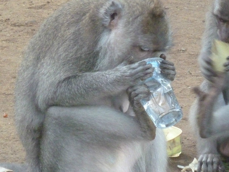 Even the monkeys need fresh water