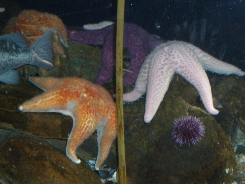 Aquarium Pictures