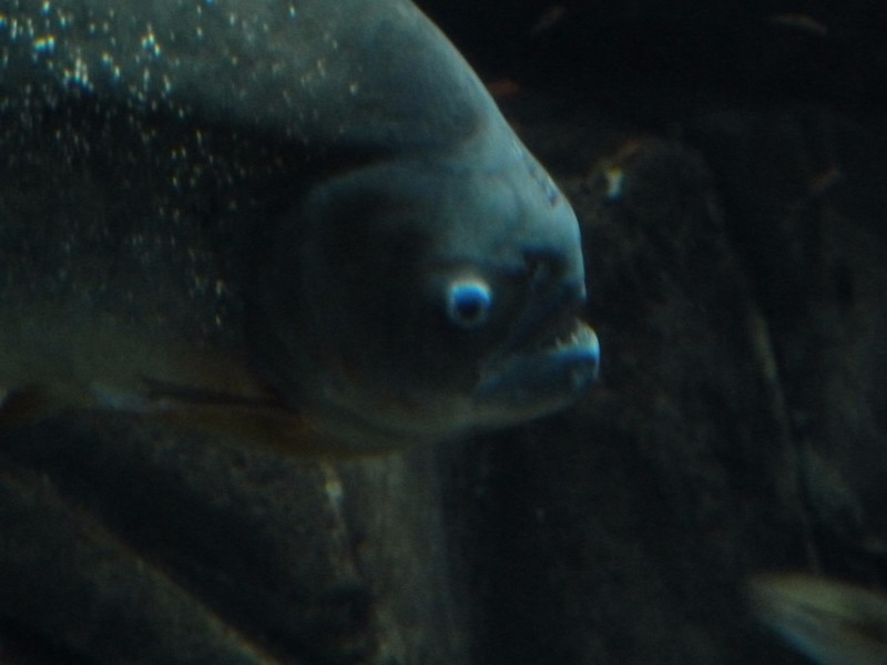 Aquarium Pictures
