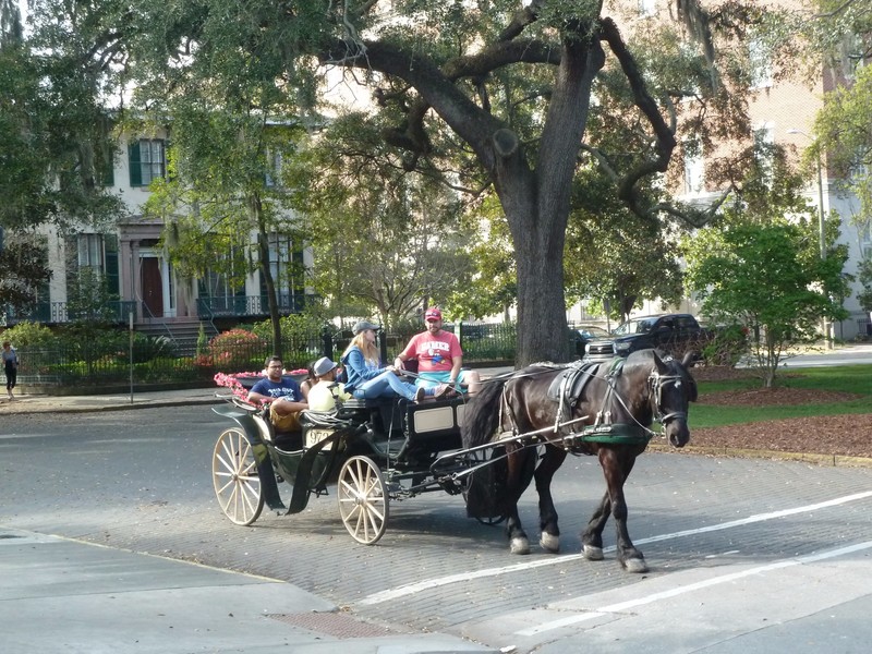Horse & Carriage Tours