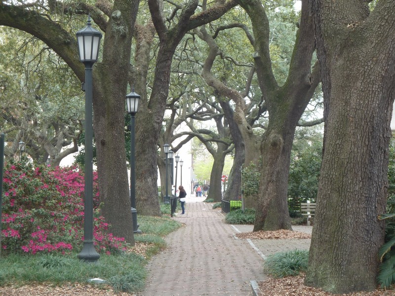 Live Oaks and Azaleas in another of the many squares