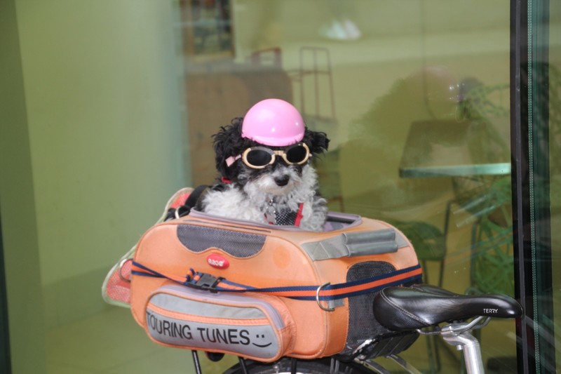 Dog On A Bike with Hat & Sunglasses