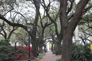 Live Oaks and Azaleas in one of the many squares