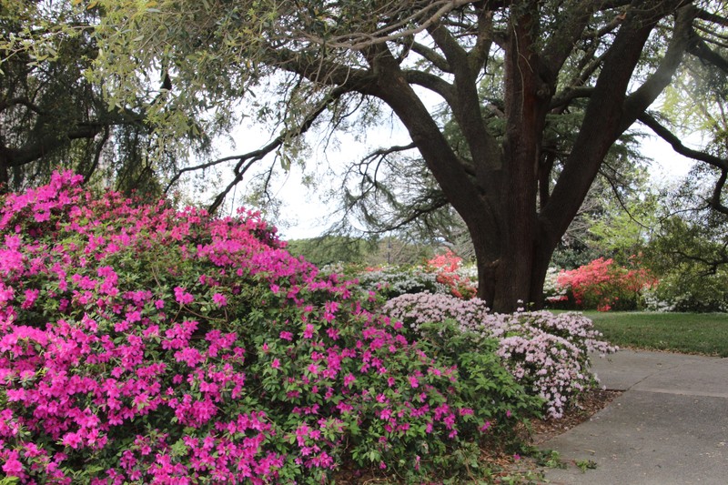 Beautiful Azaleas in the Columbia State House gardens
