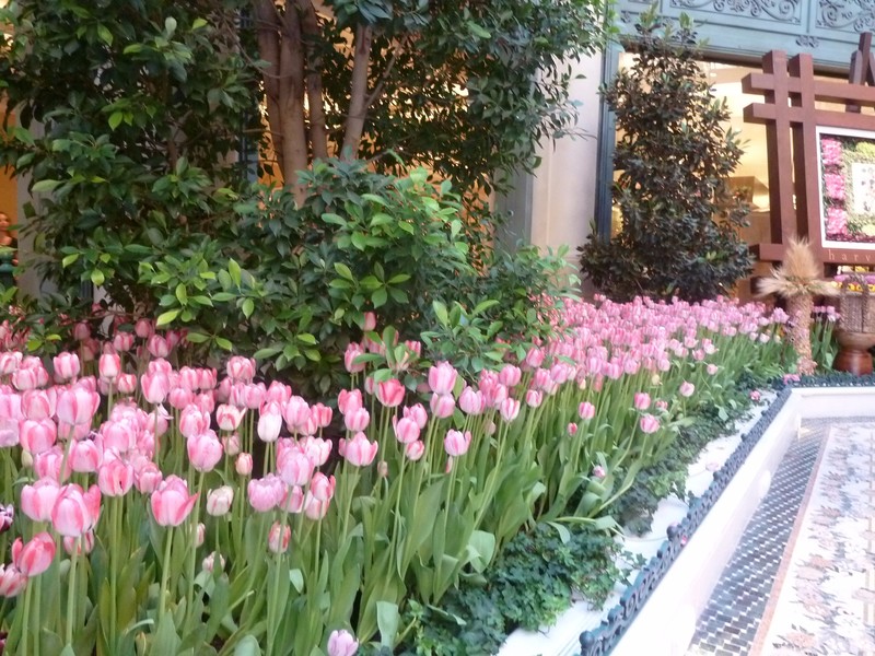 Tulip display inside Bellagio