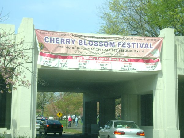 Cherry Blossom Festival at Branch Brook Park