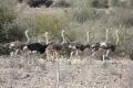 Flock of Ostrich's