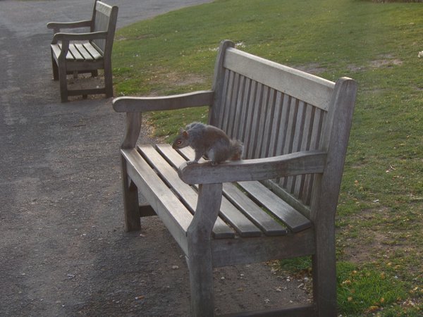 Egern i St. James Park