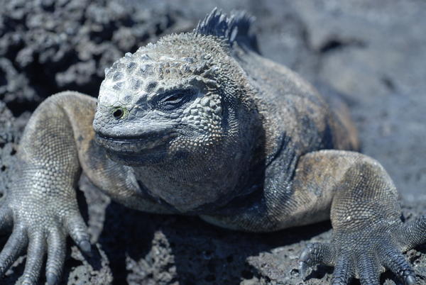 Marine Iguana lapping up the sun after a chilly spot of underwater gardening...