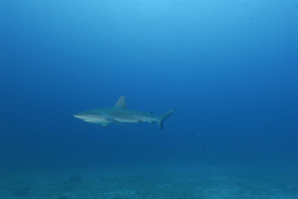 Galapagos Shark...