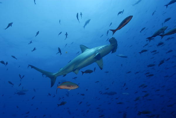 Hammerhead shark  swims by....
