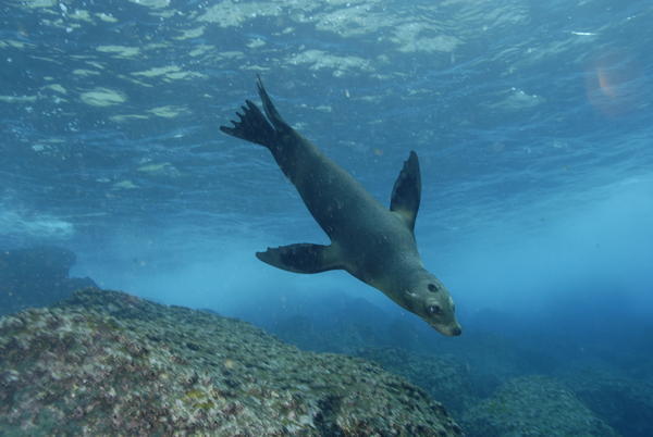 Diving Seal...