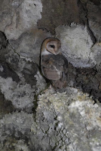 A barn owl takes shelter in a cave during the day...