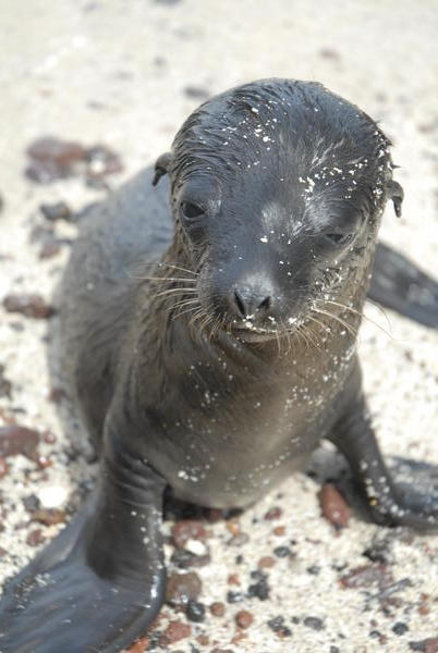 Baby Fur Seal....