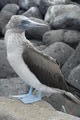The famous blue footed boobie