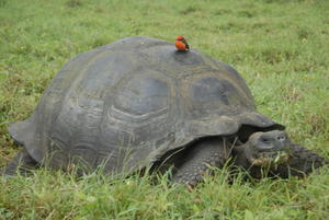 Tortoise and friend...
