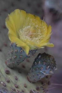 Cactus fruit and flower...