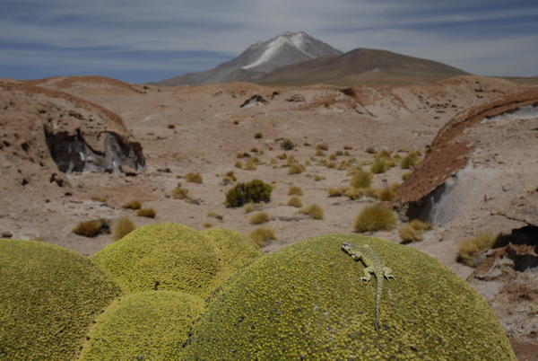 One of the tallist volcanos in the altoplano and the only one still active...