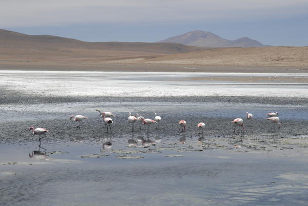 Flamingos number the thousands in these caustic lakes.