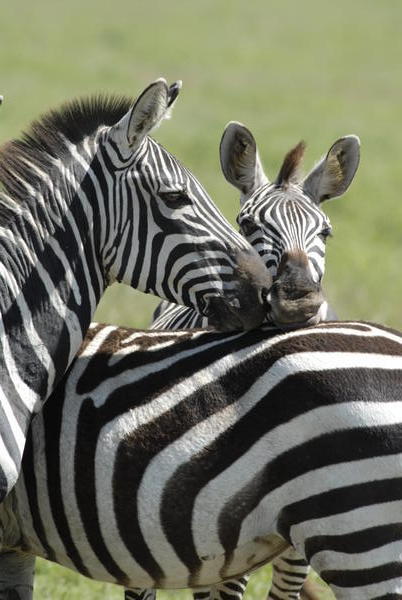 Zebras on serengeti