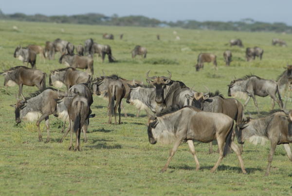 Migrating wildebeesten