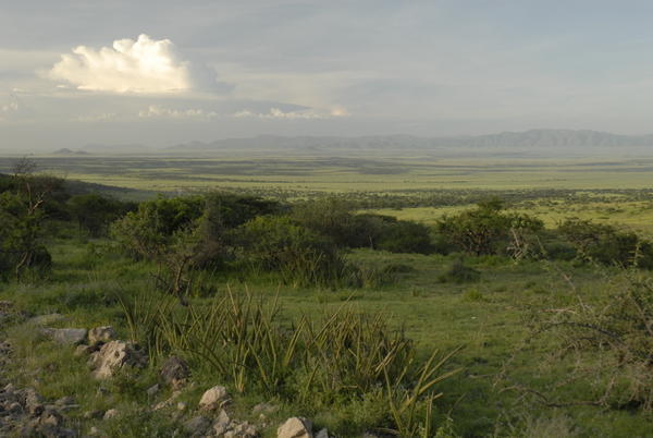 Looking back across serengeti