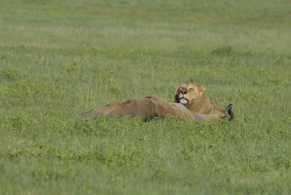 Young male over fresh kill Ngorongoro