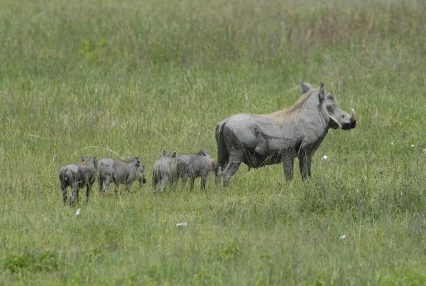 Warthog and family