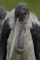 Marabo stork nightmares