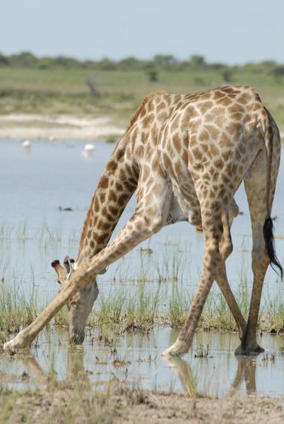 Giraffe are not designed for drinking