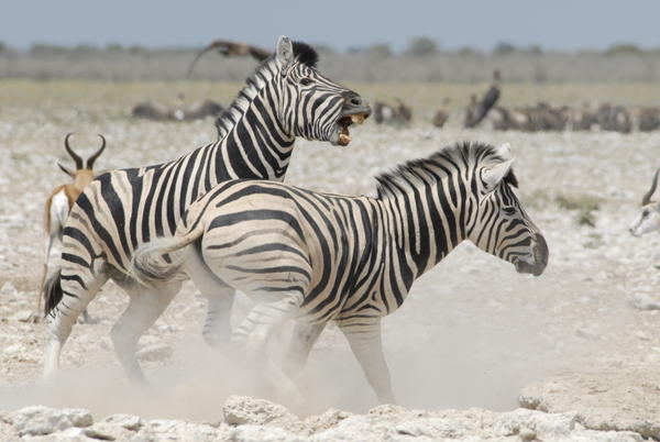 A messy zebra dispute