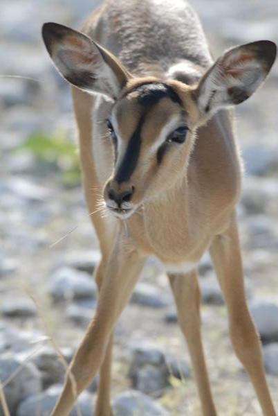 Baby impala
