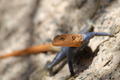 Namibian rock lizard