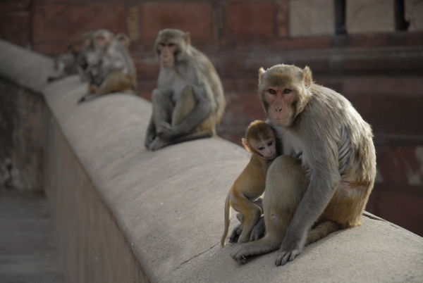 Cheeky monkeys...