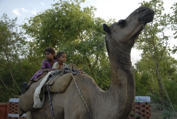 Kids on their camel...