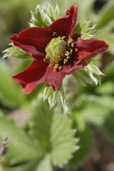 A red strawberry flower...