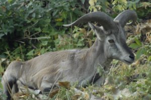 Tibetan antelope in the potala grounds....