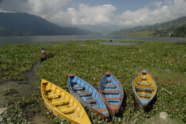 Boats on Pokara Lake....