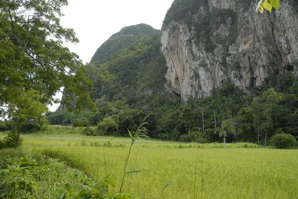 Typical limestone formations found in Vinales locale...