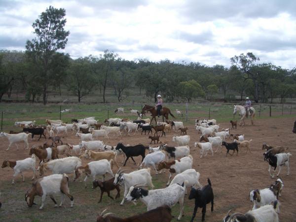Mustering the goats
