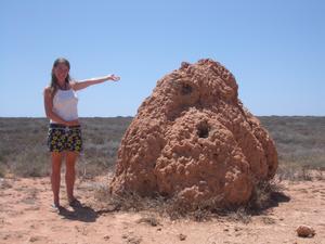 termite hills