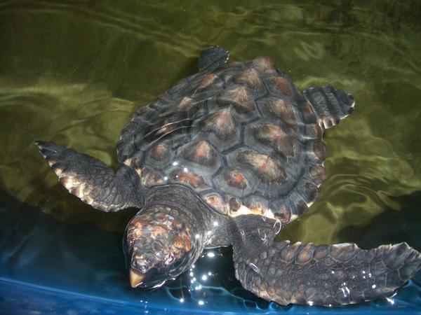 turtle at ocean park
